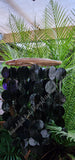 Capiz shell wind chime BLACK  25cm wide  x 76cm  COMPLETE length approx #0132