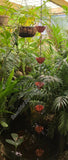 Rainchain, approximately 9cm x 2.20m long #3