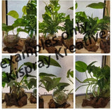 Glass  melt bowls #2